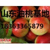 山東西瓜批發價格。山東西瓜今日價格，山東西瓜批發市場