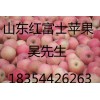 供應(yīng)紅富士蘋果基地價格18354426263