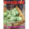 大棚西瓜最新批發價格