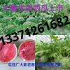 13371261682山東西瓜大量上市產地直銷