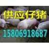山東苗豬市場批發(fā)價(jià)格行情