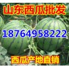 １８７６４９５８２２２油桃甜瓜西瓜產地報價/山東蘋果批發價格