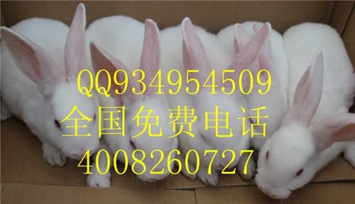 供應(yīng)商品兔野兔肉兔獺兔長(zhǎng)毛兔