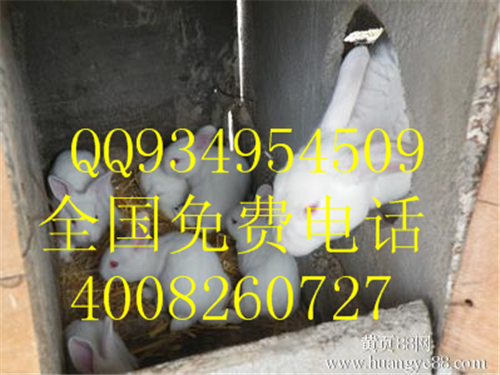 浙江江蘇獺兔懶兔種兔養殖