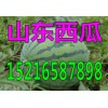 山東京欣西瓜產(chǎn)地市場(chǎng)批發(fā)價(jià)格