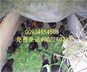 致富經黑豚鼠養殖采訪視頻