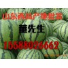山東西瓜產地皮薄味甜/保熟保質量/8斤起步