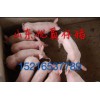 15216537789山東仔豬供應