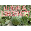 哪里西瓜價格低西瓜基地