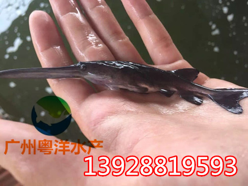 廣東哪里有鴨嘴魚(yú)苗 鴨嘴鱘魚(yú)苗 匙吻鱘魚(yú)苗廠家