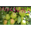 山東早熟蘋果價格哪里便宜