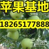 【山東蘋果產(chǎn)地 藤木遼伏蘋果市場價(jià)格】