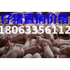 山東仔豬產(chǎn)地批發(fā)價(jià)格豬苗供應(yīng)價(jià)格行情