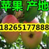 【今天山東優質蘋果市場價格】
