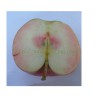 煙臺矮化蘋果苗價(jià)格|家家苗木供|矮化蘋果樹苗服務(wù)