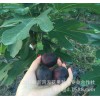 適合大棚栽培優良無花果苗供應加州黑無花果樹苗
