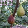 適合大棚栽培優良無花果苗供應芭勞內無花果樹苗