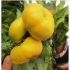 新品種桃樹苗木價(jià)格|山東省平邑縣家家苗木|新品種桃樹苗木價(jià)格