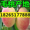 【現在山東優質毛桃市場報價】