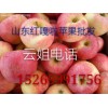 山東嘎啦山東嘎啦批發基地