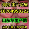 供應(yīng)藤木/晨陽/珊夏/莫里斯批發(fā)/山東嘎啦/美八蘋果產(chǎn)地價(jià)格