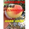 山東蘋果種植基地 山東蘋果 蘋果批發(fā) 蘋果價格 紅富士蘋果