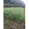 黑寶石李子樹苗哪里好*優(yōu)質(zhì)李子樹苗*臨安章豐苗木供