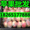 【山東現在優質嘎拉蘋果價格行情】