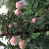 15216537789山東蘋果產地批發嘎啦/美八蘋果最新價格