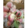 15216537789山東蘋果產地批發嘎啦/美八蘋果最新價格