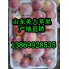 山東今日優質美八蘋果銷售行情