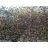 供應雪松，樸樹，櫸樹，烏桕，欒樹，香樟，石楠