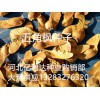 武威河北五角楓種子元寶楓籽價格便宜量大供應
