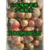 今日山東省嘎啦蘋(píng)果供應(yīng)批發(fā)