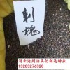 刺槐種子價格行情-河北批零