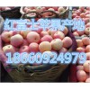 山東嘎拉蘋果基地 嘎拉蘋果批發(fā)價格