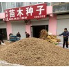 中山五角楓種子元寶楓籽價格便宜量大供應
