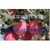 新紅星蘋果批發(fā)-紅星蘋果價格-紅星蘋果產(chǎn)地