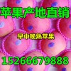 山東美八紅露蘋果產(chǎn)地直銷