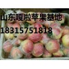 山東美八蘋果批發價 山東美八蘋果最低批發基地