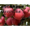 山東紅星蘋果批發(fā)基地 山東紅星蘋果最新批發(fā)價(jià)格