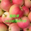 山東美八嘎啦蘋果價格批發