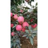 紅星蘋果報價批發，產地直銷