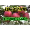 山東紙膜袋【紅星】【紅將軍】蘋果上市。產地直銷