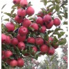 山東紅星 紅將軍蘋果大量上市