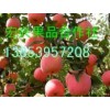 山東紅星紅將軍蘋果今日價格.