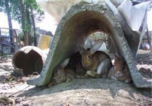 養殖高效節糧型草食經濟動物雜交野兔