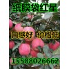中秋禮品果優選山東紙膜袋【紅星】【紅將軍】蘋果