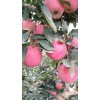 山東供應紅星/紅將軍蘋果，蘋果批發價格山東蘋果產地