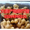 15244340111生姜基地大量供應(yīng)